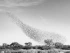 Blackbird murmuration, Bosque del Apache National Wildlife Refuge, New Mexico Art Print